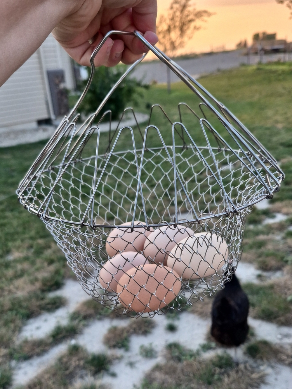 Vintage Style Wire Egg Basket - Silver